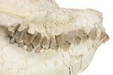 Fossil Oreodont (Leptauchenia) Skull - South Dakota #249246-5